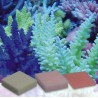 Korallen-Zucht Automatic Elements Eisen Konzentrat 5 Stück